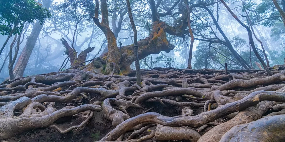 Guna Caves, Kodaikanal