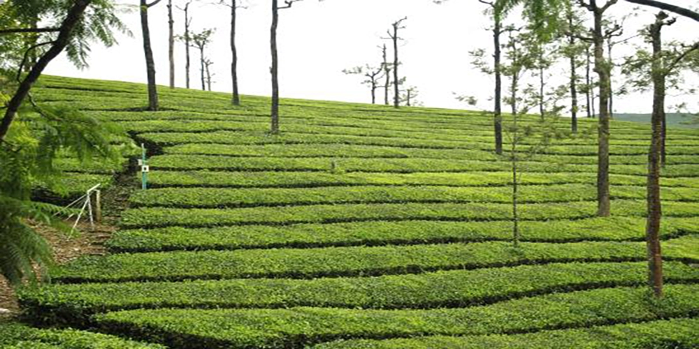 Tea Estates Valparai