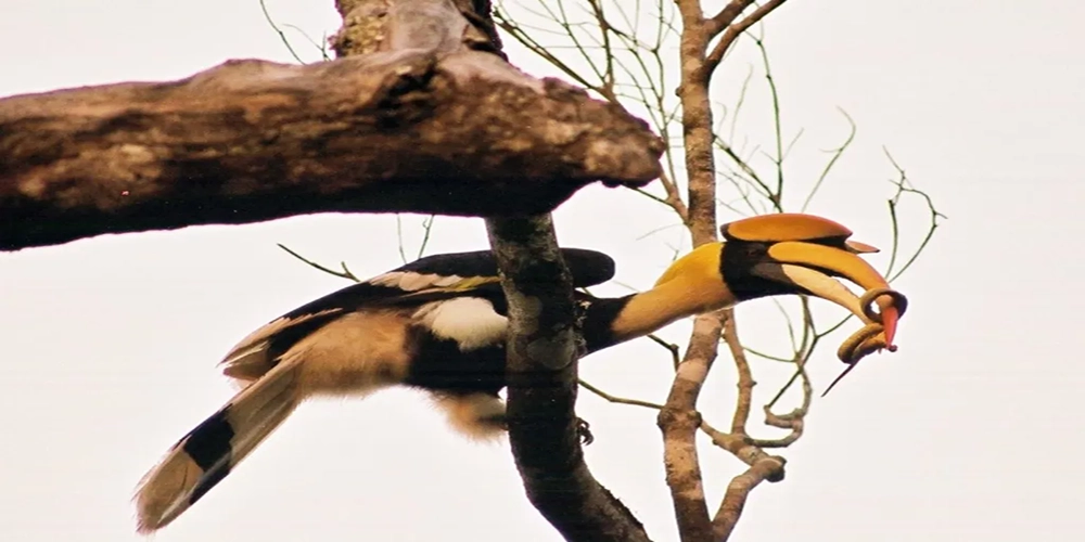 hornbills jungle safari